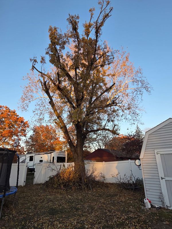 Tree Trimming