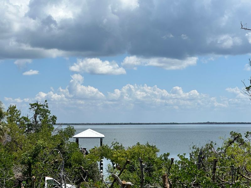 Mangrove Trimming