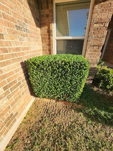 Tree and Shrub Care