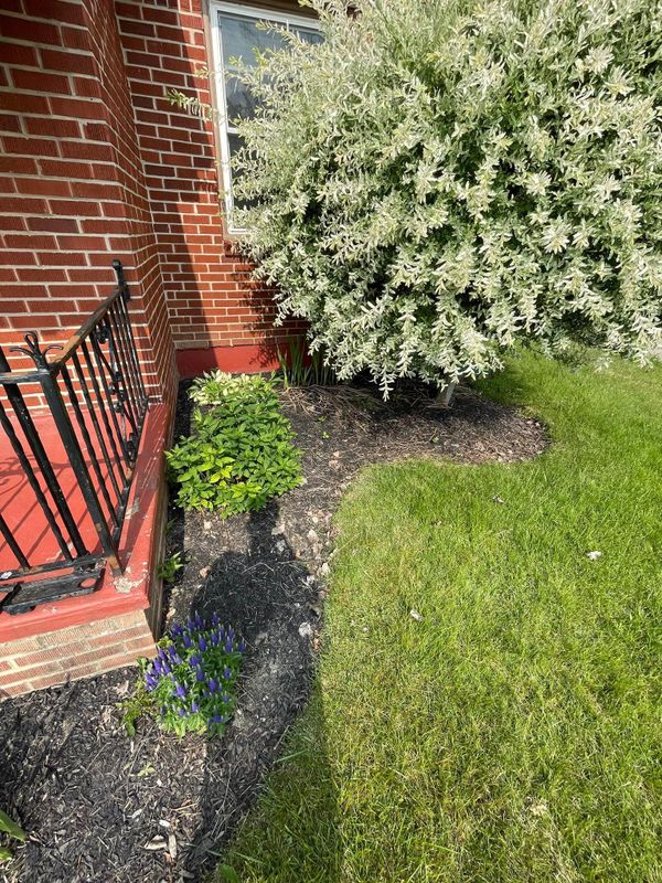 Shrub & Plant Installation Photos