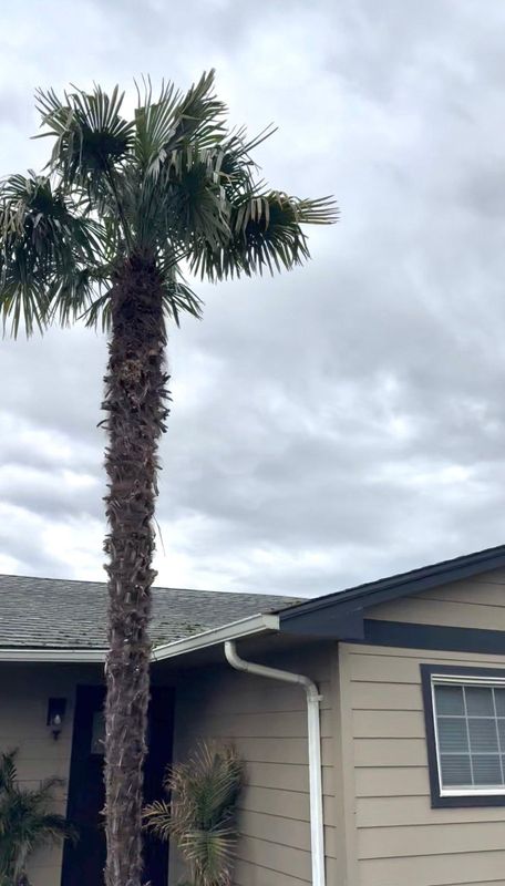 Tree Removals