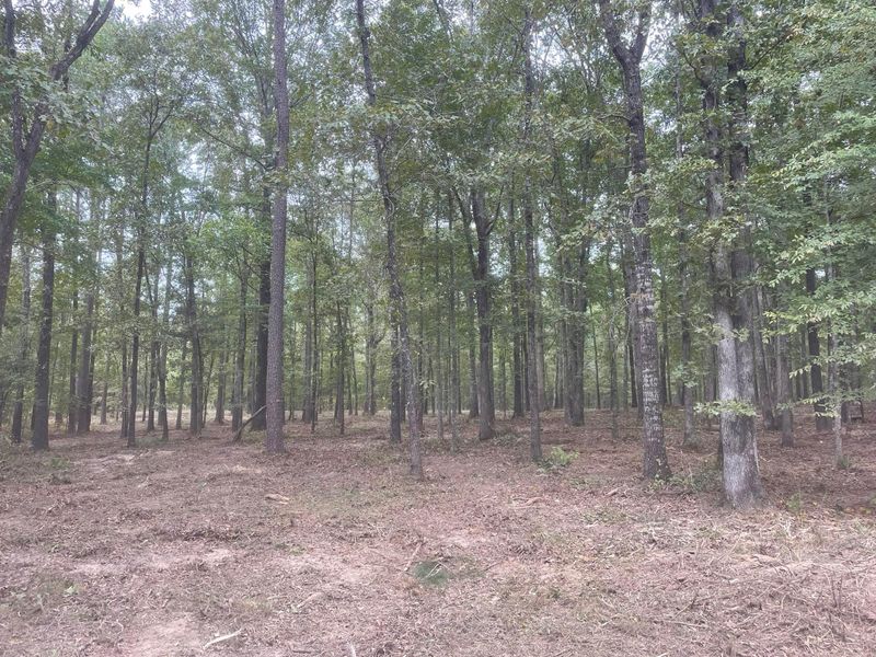 Forestry Mulching