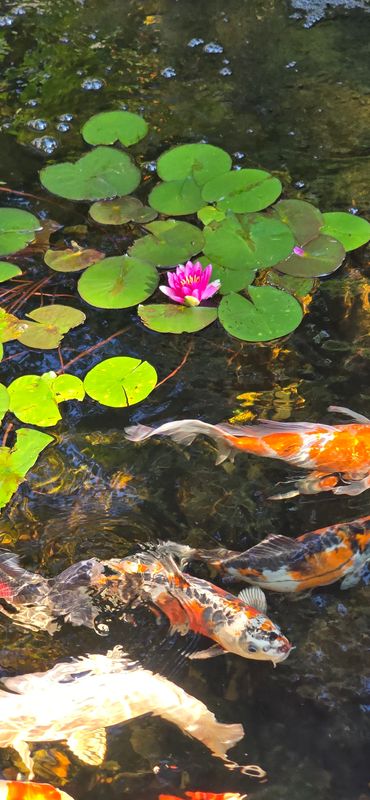 Ecosystem Ponds