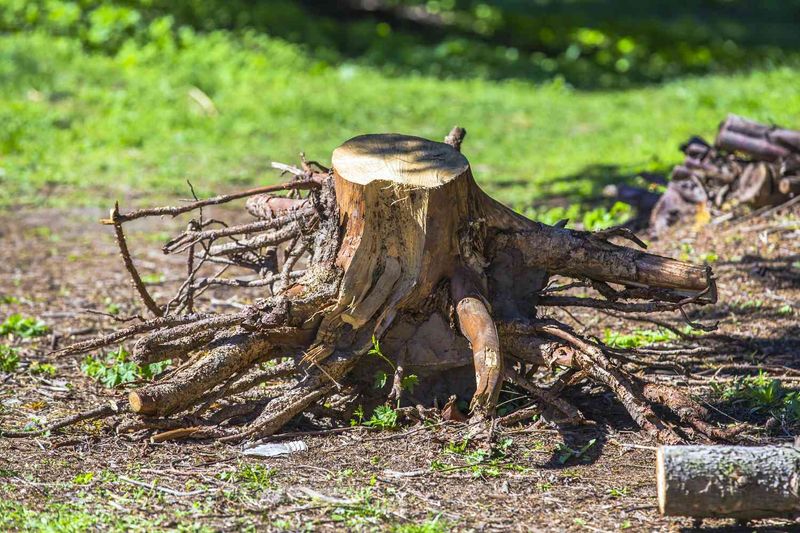 Stump Removal
