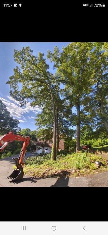 Tree Removal