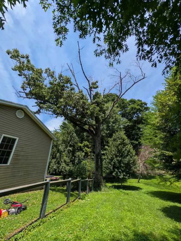Tree Services