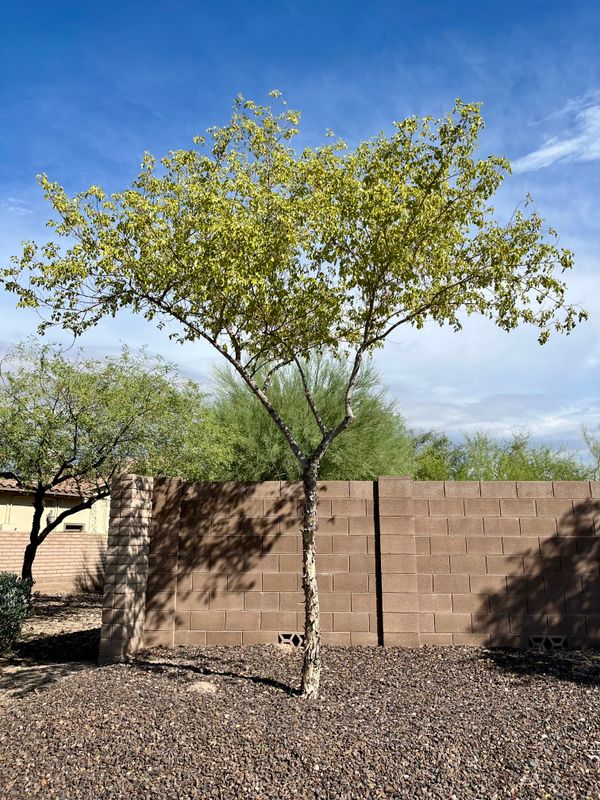 Tree & Shrub Care