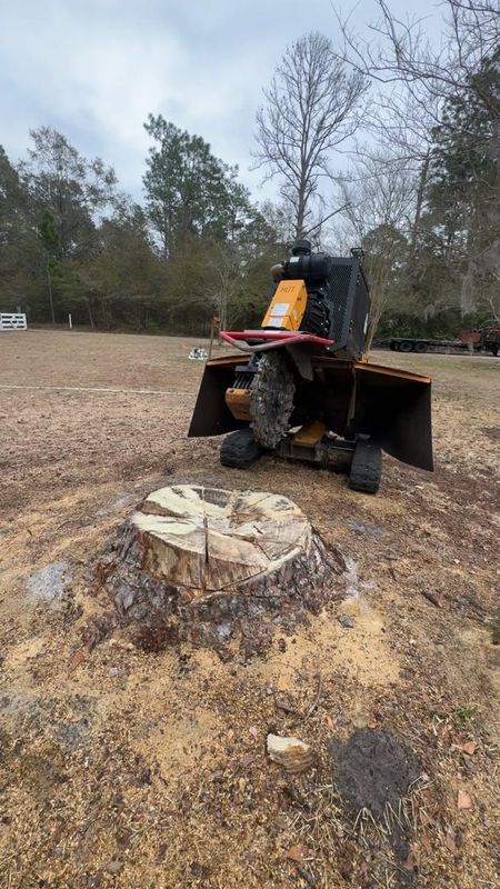 Tree Trimming + Removal
