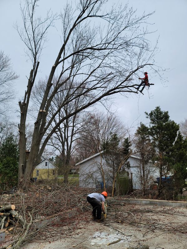 Tree Trimming / Pruning