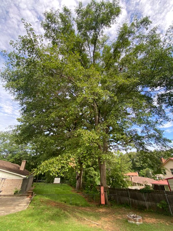 Expert Tree Trimming