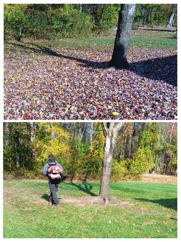 Leaf and Fall Cleanup