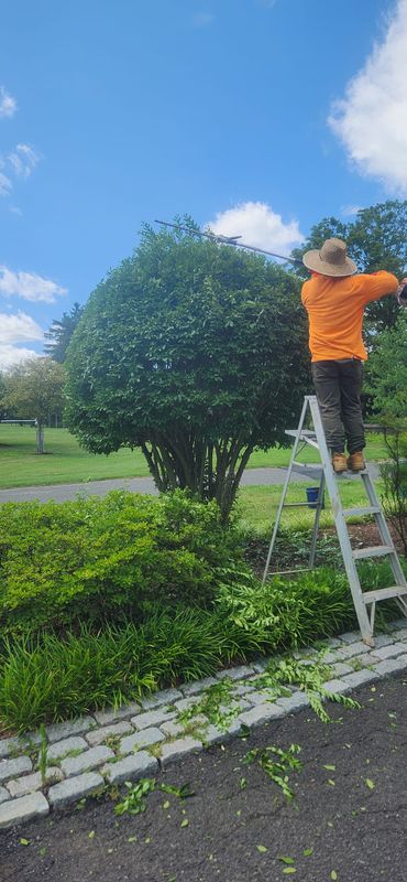 Tree & Shrub Care