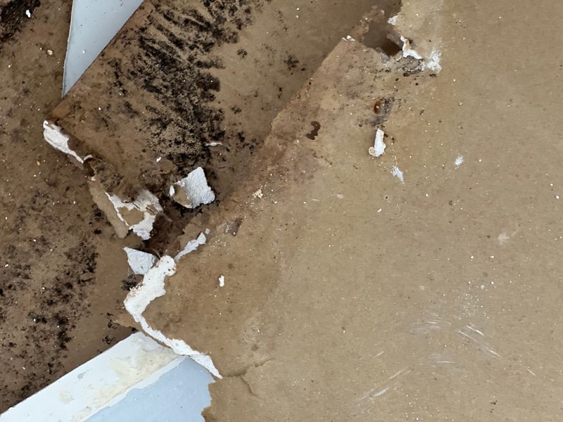 Mold Remediation