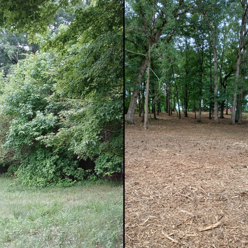 Forestry Mulching