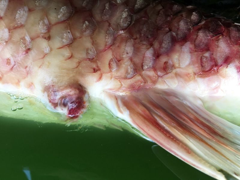 Koi Health