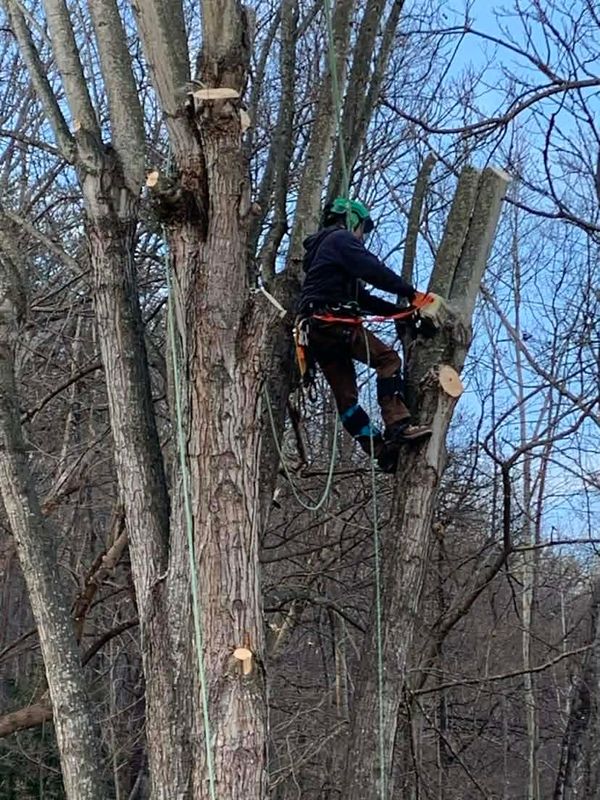 Tree Removal gallery