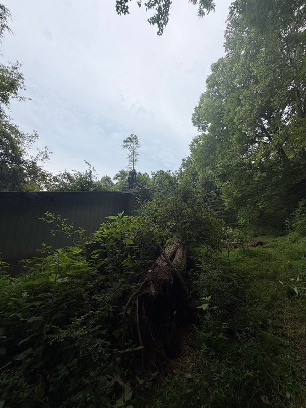 Hazardous Tree Removal