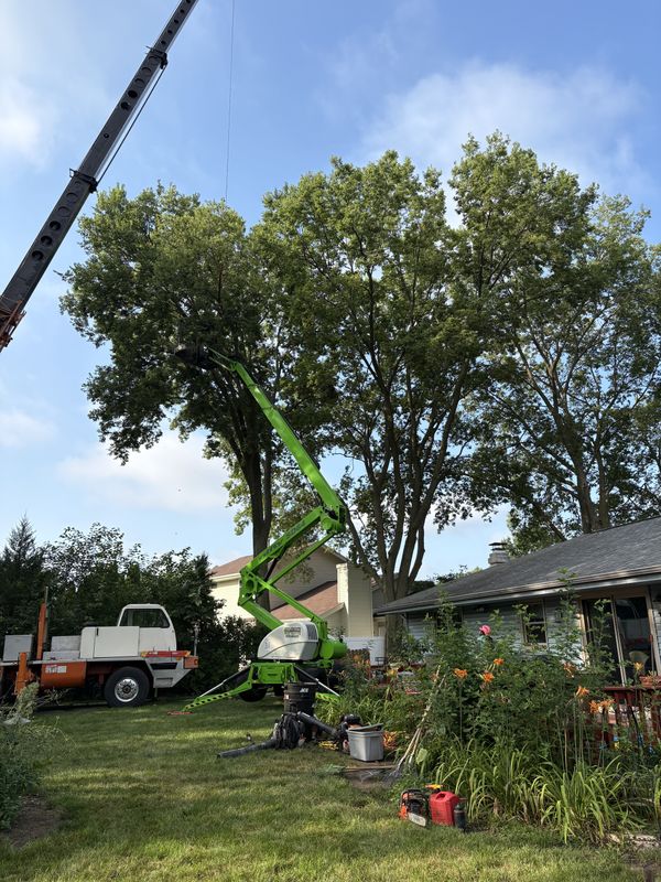 Crane Assisted Tree Removal
