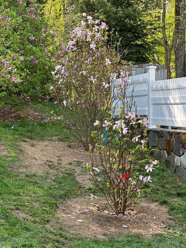 Magnolia Magic: Transformative Tree Planting by Ace Landscaping