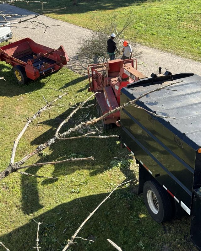 Tree Removal
