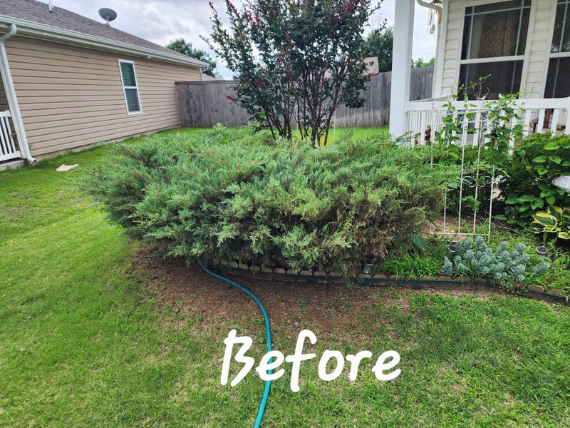 Tree and Shrub Care