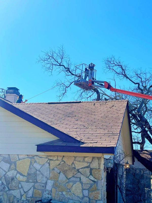 Tree Services