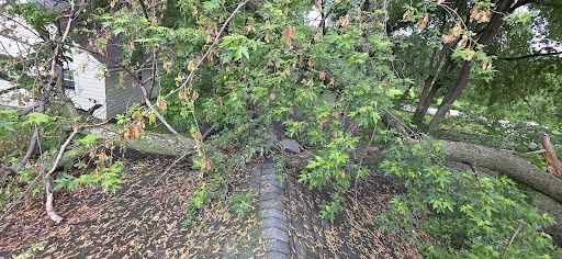 Storm Damage Clean-Up