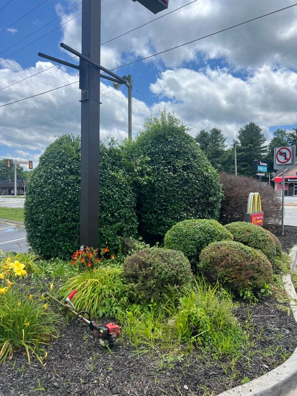 Shrub Trimming