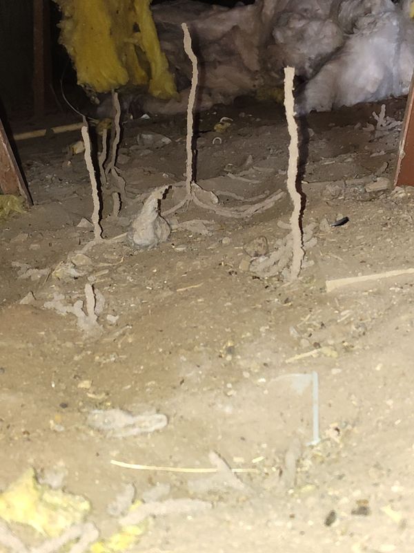Termite Inspection & Treatment