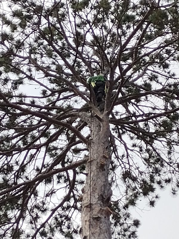 Tree Removal