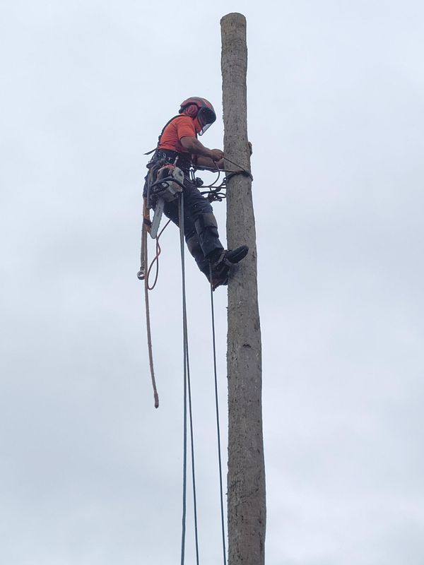 Tree Trimming
