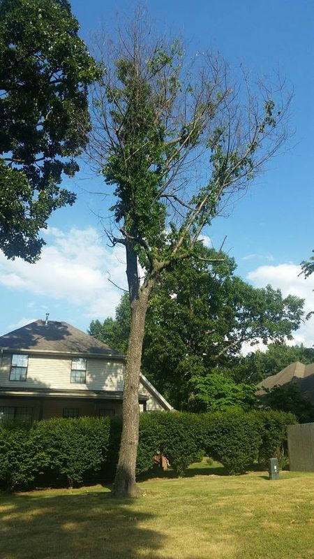 Tree Trimming