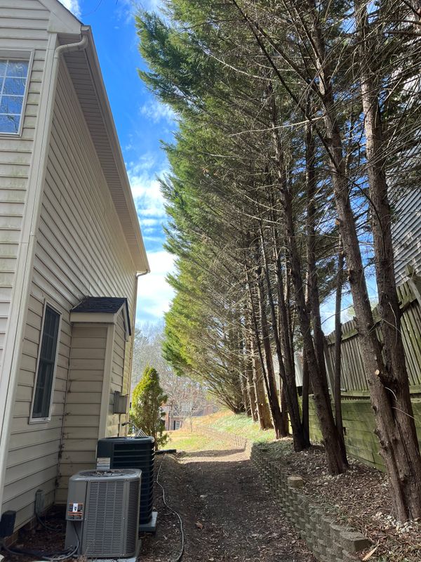 Shrub and tree Trimming