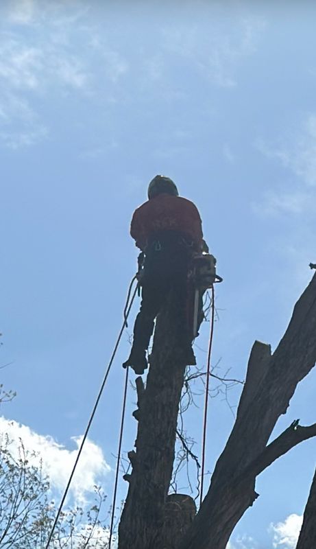 Tree Removal
