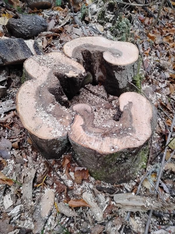 Tree Removal gallery