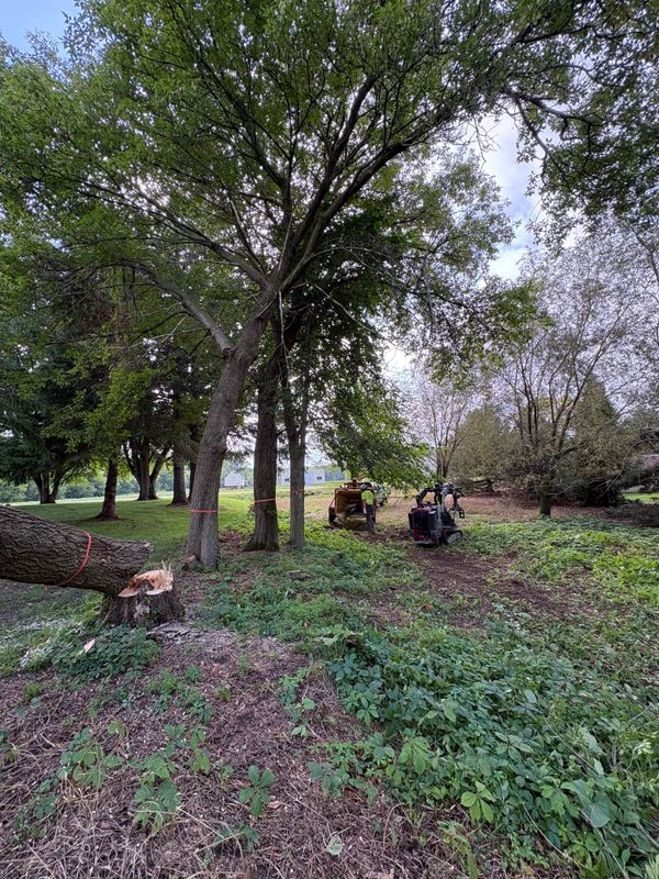 Forestry Mulching