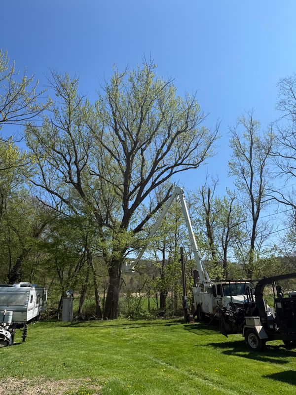 Tree Trimming