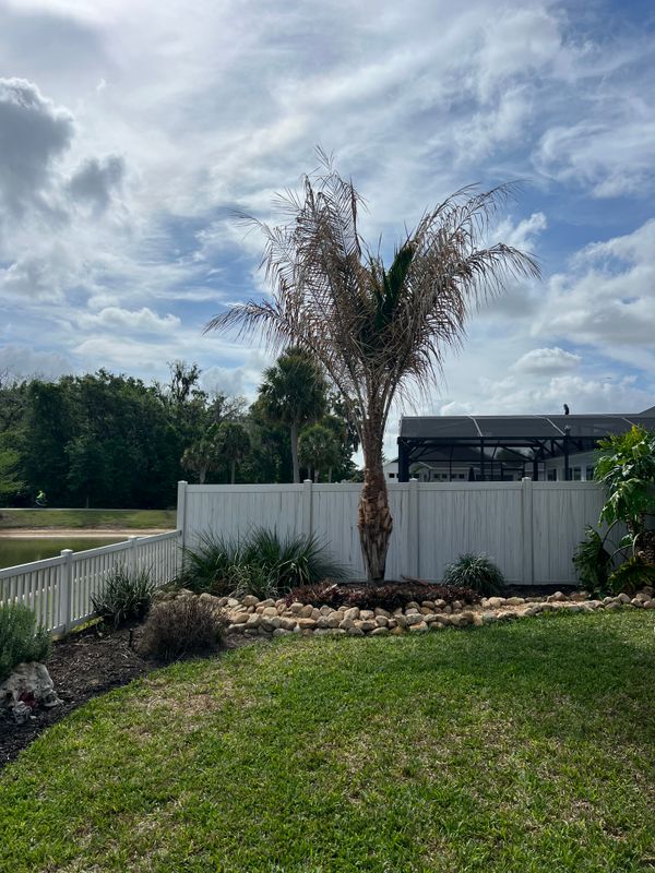 Palms