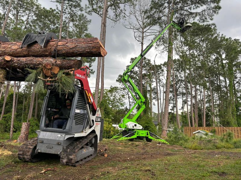 Tree Trimming and Removal