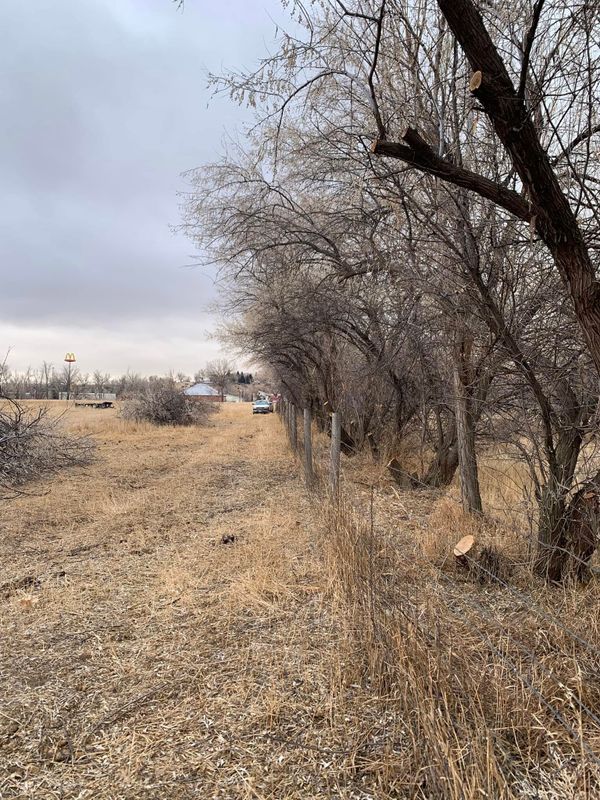 Tree Removal gallery