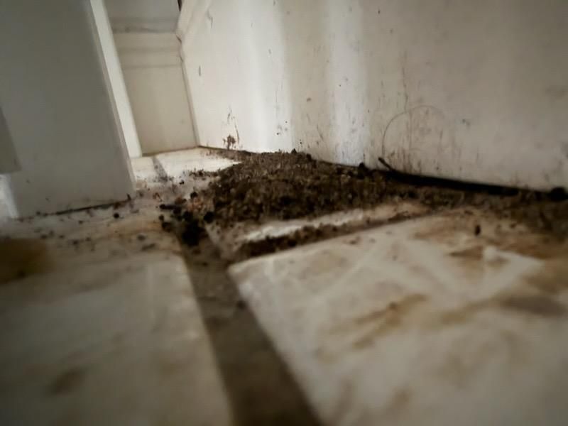 Transforming Spaces: Effective Water Damage Repair and Mold Remediation by Titan Remediation Industries