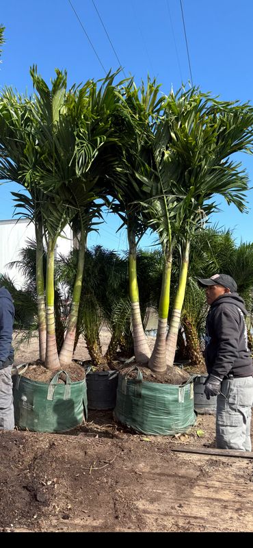 Wholesale plants, palms and trees