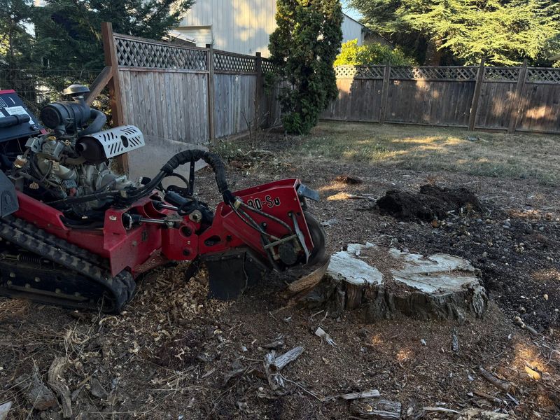 Tree Removals
