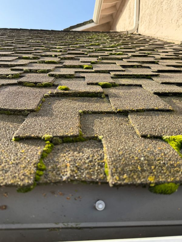 Moss Removal 