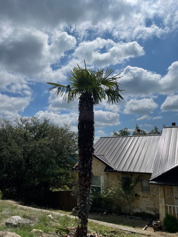 Tree Trimming