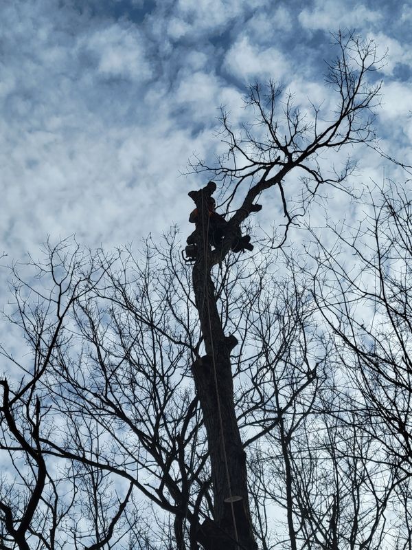 Tree Services