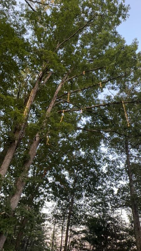 Tree Services
