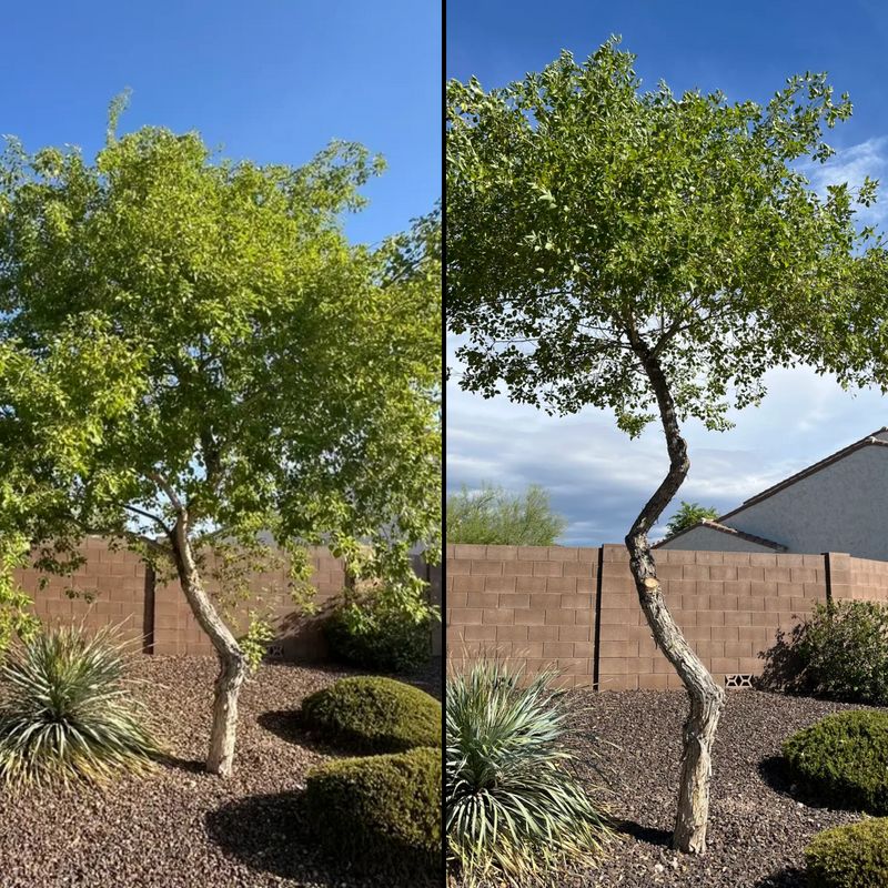 Tree & Shrub Care