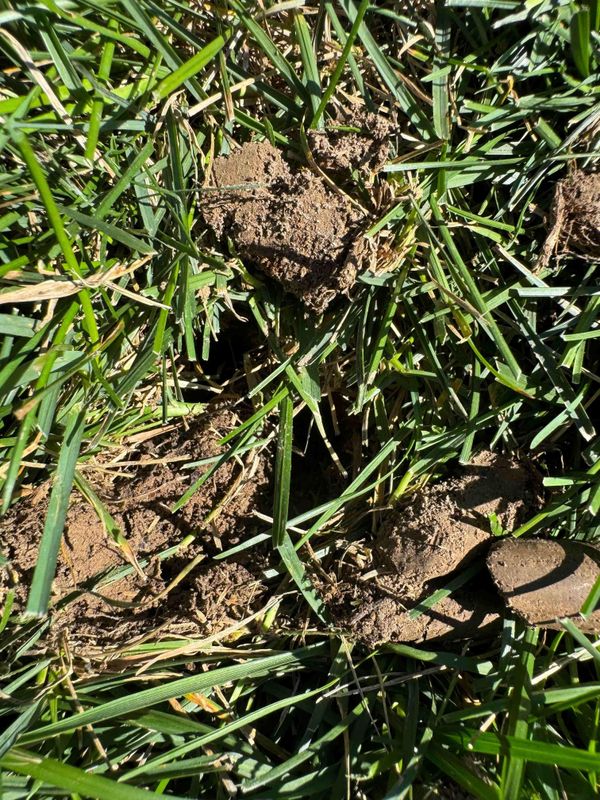 Lawn Aeration