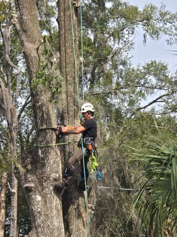 Tree Removal